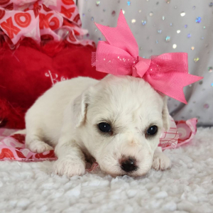 Bichon Frise Puppy Lilly