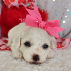 Bichon Frise Puppy Lilly