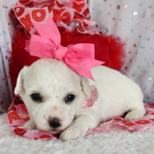 Bichon Frise Puppy Lilly