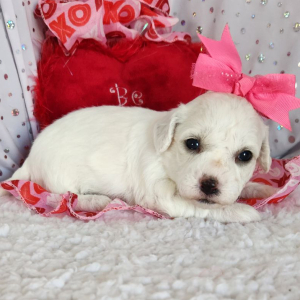 Bichon Frise Puppy Lilly