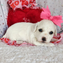Bichon Frise Puppy Lilly