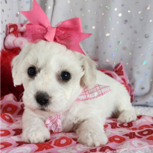 Bichon Frise Puppy Lilly