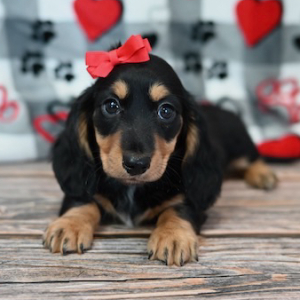 Dachshund Puppy Finley