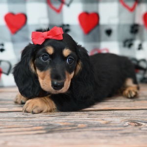 Dachshund Puppy Finley
