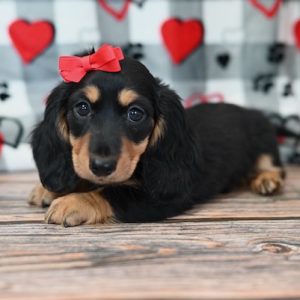 Dachshund Puppy Finley