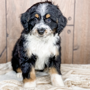 Bernedoodle Puppy Fisher