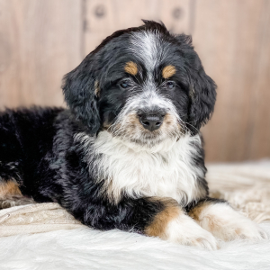 Bernedoodle Puppy Fisher