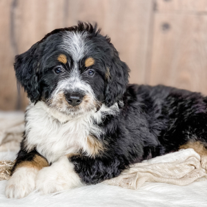 Bernedoodle Puppy Fisher