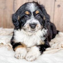 Bernedoodle Puppy Fisher