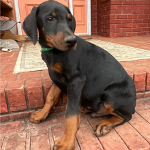 Doberman Pinscher Puppy Vader
