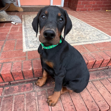 Doberman Pinscher Puppy Vader
