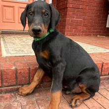 Doberman Pinscher Puppy Vader