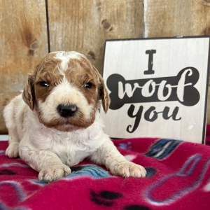 Labradoodle Puppy Baxter