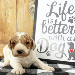 Labradoodle Puppy Baxter