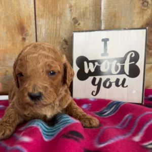 Labradoodle Puppy Carly