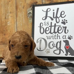 Labradoodle Puppy Carly
