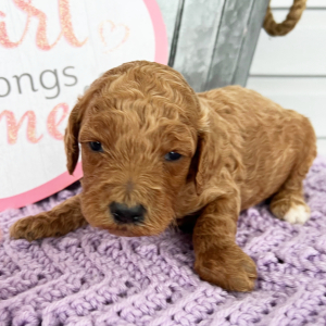 Labradoodle Puppy Carly