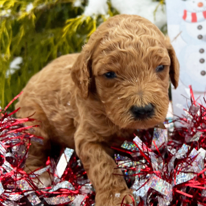 Labradoodle Puppy Carly