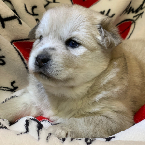 Pomsky Puppy Kylie