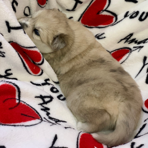 Pomsky Puppy Kylie