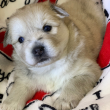 Pomsky Puppy Kylie
