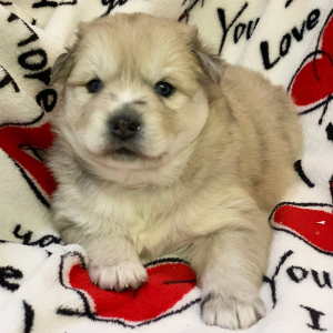 Pomsky Puppy Kylie