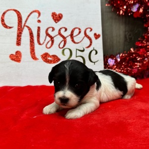 Havanese Puppy Lisa