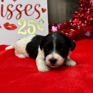 Havanese Puppy Lisa