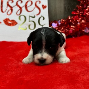 Havanese Puppy Lisa