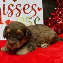 Havanese Puppy Ned