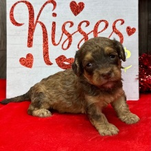 Havanese Puppy Ned