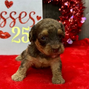 Havanese Puppy Ned