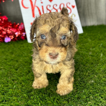 Havanese Puppy Ned