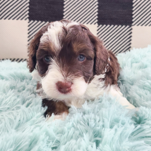 Aussiedoodle Puppy Luka