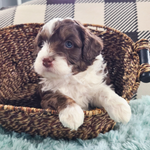 Aussiedoodle Puppy Luka