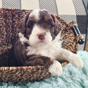 Aussiedoodle Puppy Luka