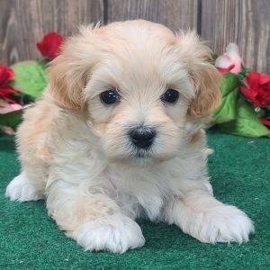 Maltipoo Puppy Ranger
