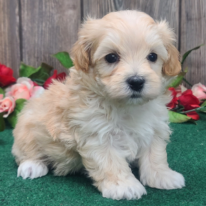 Maltipoo Puppy Ranger