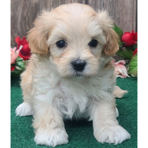 Maltipoo Puppy Ranger