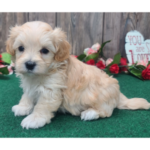 Maltipoo Puppy Ranger