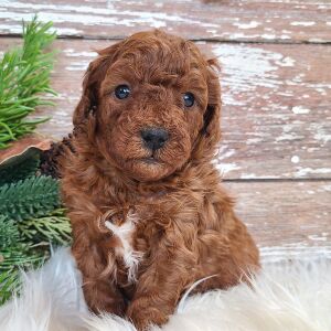 Poodle Puppy Toby
