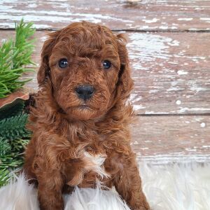 Poodle Puppy Toby