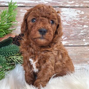 Poodle Puppy Toby