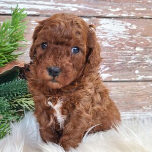 Poodle Puppy Toby