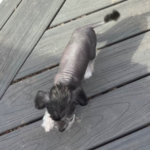 Chinese Crested Puppy So Handsome
