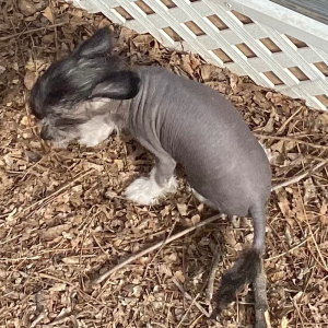Chinese Crested Puppy So Handsome