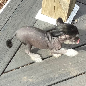 Chinese Crested Puppy So Handsome