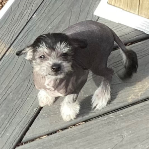 Chinese Crested Puppy So Handsome