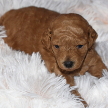 Goldendoodle Puppy Zander