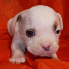 American Bulldog Puppy Susie